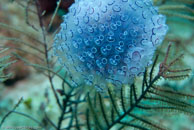 Painted Tunicate / Clavelina picta / Varadero, März 03, 2007 (1/100 sec at f / 6,3, 70 mm)