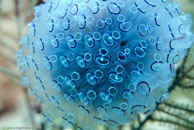 Painted Tunicate / Clavelina picta / Varadero, März 03, 2007 (1/100 sec at f / 6,3, 70 mm)