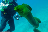 Green moray / Gymnothorax funebris / Varadero, März 04, 2007 (1/125 sec at f / 9,0, 26 mm)