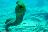 Green moray / Gymnothorax funebris / Varadero, März 04, 2007 (1/125 sec at f / 7,1, 55 mm)