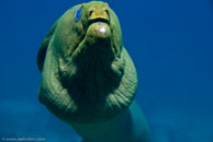 Green moray / Gymnothorax funebris / Varadero, März 04, 2007 (1/125 sec at f / 7,1, 55 mm)