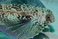 Flying Gurnard / Dactylopterus volitans / Blue Reef Diving, März 08, 2007 (1/160 sec at f / 10, 70 mm)