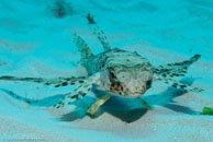 Flying Gurnard / Dactylopterus volitans / Blue Reef Diving, März 08, 2007 (1/160 sec at f / 10, 70 mm)