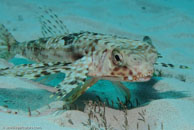 Flying Gurnard / Dactylopterus volitans / Blue Reef Diving, März 08, 2007 (1/160 sec at f / 10, 70 mm)