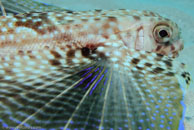 Flying Gurnard / Dactylopterus volitans / Blue Reef Diving, März 08, 2007 (1/160 sec at f / 10, 70 mm)