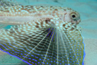 Flying Gurnard / Dactylopterus volitans / Blue Reef Diving, März 08, 2007 (1/160 sec at f / 10, 70 mm)