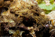 Spotted Scorpionfish / Scorpaena plumieri / Blue Reef Diving, März 08, 2007 (1/160 sec at f / 10, 70 mm)