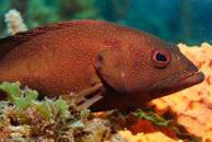 Coney / Cephalopholis fulva / Blue Reef Diving, März 08, 2007 (1/160 sec at f / 10, 70 mm)