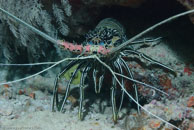 Painted Crayfish / Panulirus versicolor / Turtle Gully, Juli 07, 2007 (1/125 sec at f / 10, 62 mm)