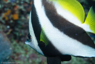 Longfin Bannerfish / Heniochus acuminatus / Tenement I, Juli 09, 2007 (1/100 sec at f / 8,0, 62 mm)