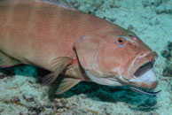 Leopard coral grouper / Plectropomus leopardus / Heron Island, Juli 09, 2007 (1/100 sec at f / 8,0, 62 mm)