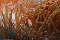 Pink Anemonefish / Amphiprion perideraion / Heron Island, Juli 09, 2007 (1/100 sec at f / 8,0, 45 mm)