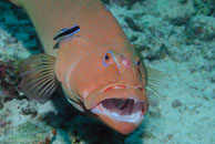 Leopard coral grouper / Plectropomus leopardus / Heron Island, Juli 09, 2007 (1/100 sec at f / 8,0, 62 mm)