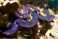 Giant Clam / Tridacna maxima / Heron Island, Juli 09, 2007 (1/100 sec at f / 8,0, 45 mm)