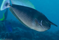 Whitemargin Unicornfish / Naso annulatus / Coral Grotto, Juli 10, 2007 (1/125 sec at f / 9,0, 62 mm)