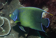 Semicircle Angelfish / Pomacanthus semicirculatus / Coral Grotto, Juli 10, 2007 (1/125 sec at f / 9,0, 40 mm)