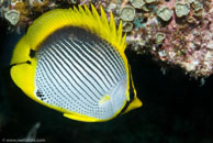 Black-Backed Butterflyfish / Chaetodon melannotus / Blue Pools, Juli 11, 2007 (1/125 sec at f / 9,0, 62 mm)