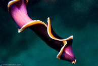 Flatworm / Pseudobiceros hancockanus / Blue Pools, Juli 11, 2007 (1/125 sec at f / 9,0, 62 mm)