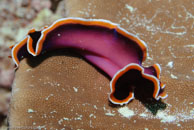 Flatworm / Pseudobiceros hancockanus / Blue Pools, Juli 11, 2007 (1/125 sec at f / 9,0, 62 mm)