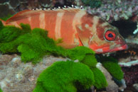 Black-tipped Grouper / Epinephelus fasciatus / Blue Pools, Juli 11, 2007 (1/125 sec at f / 9,0, 62 mm)