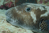 Star Puffer / Arothron stellatus / Blue Pools, Juli 11, 2007 (1/125 sec at f / 9,0, 62 mm)