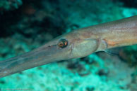 Trumpetfish / Aulostomus chinensis / Tenement I, Juli 12, 2007 (1/125 sec at f / 9,0, 105 mm)