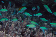 Black-Axil Chromis / Chromis atripectoralis / Tenement I, Juli 12, 2007 (1/125 sec at f / 9,0, 105 mm)