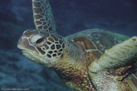 Green turtle / Chelonia mydas / Coral Grotto, Juli 13, 2007 (1/200 sec at f / 6,3, 62 mm)