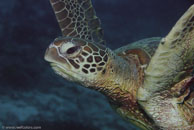 Green turtle / Chelonia mydas / Coral Grotto, Juli 13, 2007 (1/200 sec at f / 6,3, 62 mm)