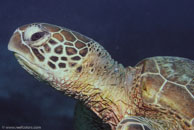 Green turtle / Chelonia mydas / Coral Grotto, Juli 13, 2007 (1/200 sec at f / 6,3, 62 mm)