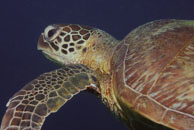 Green turtle / Chelonia mydas / Coral Grotto, Juli 13, 2007 (1/200 sec at f / 6,3, 62 mm)