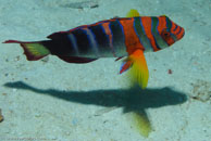 Harlequin Tuskfish / Choerodon fasciatus / Coral Grotto, Juli 13, 2007 (1/125 sec at f / 6,3, 62 mm)