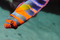 Harlequin Tuskfish / Choerodon fasciatus / Coral Grotto, Juli 13, 2007 (1/125 sec at f / 6,3, 62 mm)