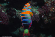 Harlequin Tuskfish / Choerodon fasciatus / Coral Grotto, Juli 13, 2007 (1/125 sec at f / 6,3, 62 mm)