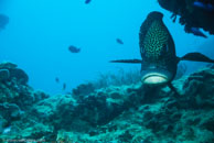 Many-Spotted Sweetlips / Plectorhinchus chaetodonoides / Coral Grotto, Juli 13, 2007 (1/125 sec at f / 6,3, 62 mm)