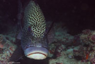 Many-Spotted Sweetlips / Plectorhinchus chaetodonoides) / Coral Grotto, Juli 13, 2007 (1/125 sec at f / 6,3, 62 mm)