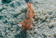 Nudibranch / Flabellina rubrolineata / Coral Grotto, Juli 13, 2007 (1/125 sec at f / 6,3, 62 mm)