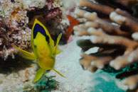 Bicolor Angelfish / Centropyge bicolor / Coral Grotto, Juli 13, 2007 (1/125 sec at f / 6,3, 62 mm)