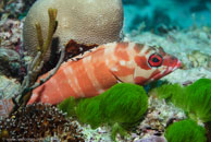 Black-tipped Grouper / Epinephelus fasciatus / Coral Grotto, Juli 13, 2007 (1/125 sec at f / 6,3, 62 mm)