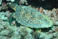 Hawksbill turtle / Eretmochelys imbricata / Cascades, Juli 14, 2007 (1/160 sec at f / 6,3, 34 mm)