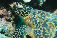 Hawksbill turtle / Eretmochelys imbricata / Cascades, Juli 14, 2007 (1/160 sec at f / 6,3, 62 mm)