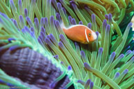 Pink Anemonefish / Amphiprion perideraion / Cascades, Juli 14, 2007 (1/160 sec at f / 6,3, 62 mm)