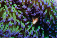 Pink Anemonefish / Amphiprion perideraion / Cascades, Juli 14, 2007 (1/160 sec at f / 6,3, 62 mm)