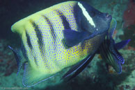 Six-banded Angelfish / Pomacanthus sexstriatus / Cascades, Juli 14, 2007 (1/160 sec at f / 6,3, 62 mm)