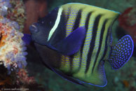 Six-banded Angelfish / Pomacanthus sexstriatus / Cascades, Juli 14, 2007 (1/160 sec at f / 6,3, 62 mm)