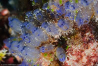 Sea Squirt / Clavelina moluccensis / Tenement I, Juli 15, 2007 (1/160 sec at f / 10, 105 mm)