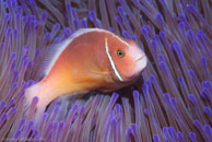 Pink Anemonefish / Amphiprion perideraion / Tenement I, Juli 15, 2007 (1/160 sec at f / 10, 105 mm)