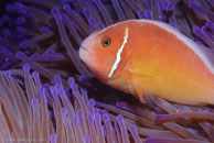 Pink Anemonefish / Amphiprion perideraion / Tenement I, Juli 15, 2007 (1/160 sec at f / 10, 105 mm)