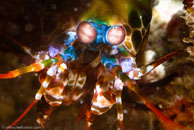 Mantis Shrimp / Odontodactylus scyllarus / Tenement I, Juli 15, 2007 (1/160 sec at f / 10, 105 mm)