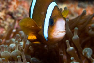 Barrier Reef Anemonefish / Amphiprion akindynos / Tenement I, Juli 15, 2007 (1/160 sec at f / 10, 105 mm)